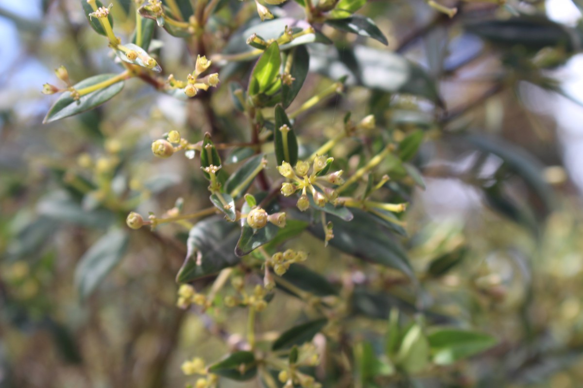 Hedyotis trimenii var. trimenii Deb & Ratna Dutta